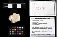 Foto (Objekt + Etikett) von Pithonoton sp.  (NHMW-GEO-2014-0194-0287)